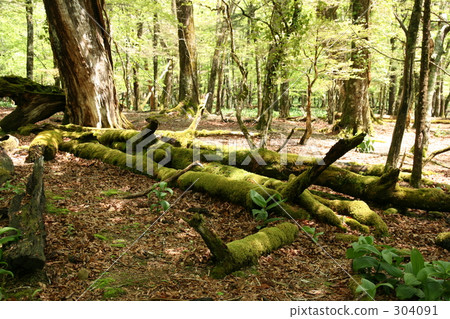 Forest on a sunny day 304091