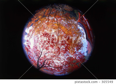 秋天的樹葉 305549