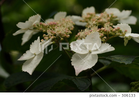 紫色的花 白色鮮花 紫色 306133
