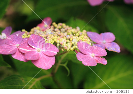 紫色的花 鎌倉 紫色 306135