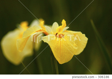 季節 紫色 菖蒲 306186