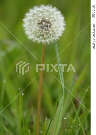 Fluff Fluff 306216
