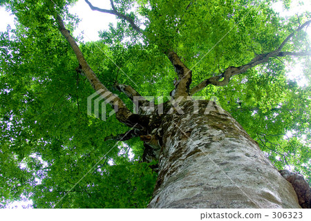 Shirakami Mountain Mother Tree 306323