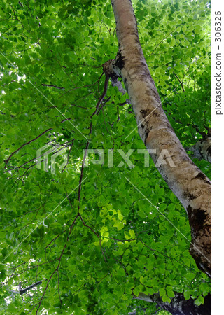 母樹的葉子 306326