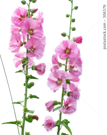 花早晨 花早晨 306376