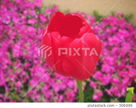 Red tulip 306886