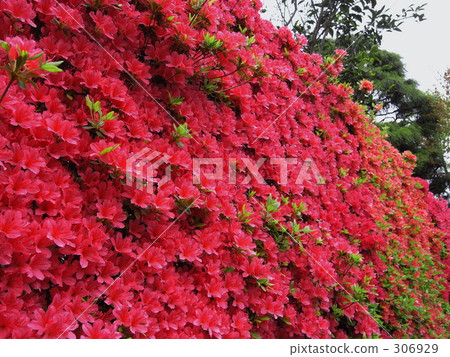 Hedge of the month 306929