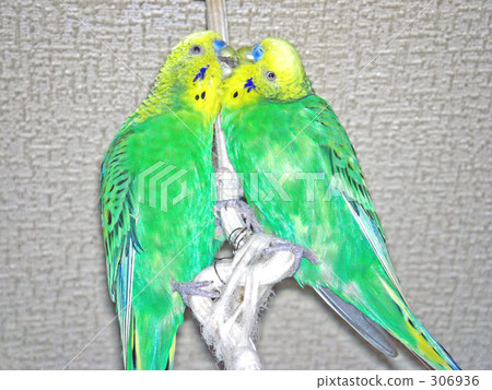 A good friend parakeet 306936