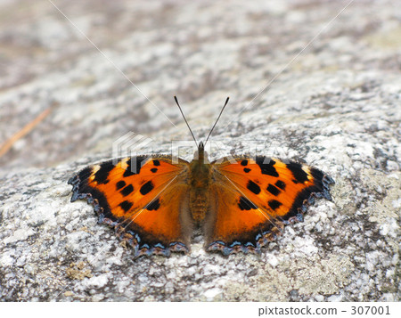 Scarlet vivid Scarlet vivid 307001