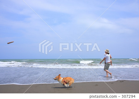 Going to pick a stick Corgie Going to pick a stick Corgie 307294