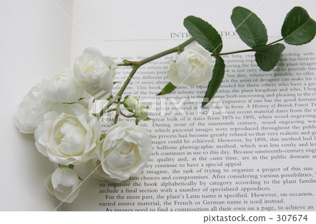 玫瑰花 花朵 花 307674