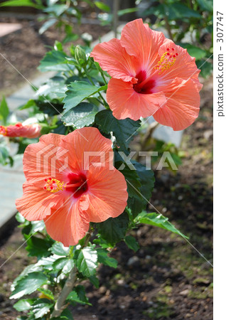 函館市政熱帶植物園 函館市政熱帶植物園 307747
