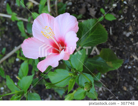 函館市政熱帶植物園 函館市政熱帶植物園 307748