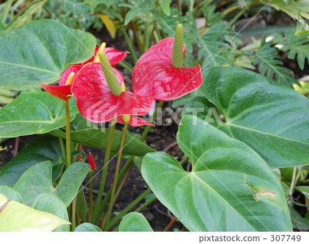 函館市政熱帶植物園 函館市政熱帶植物園 307749