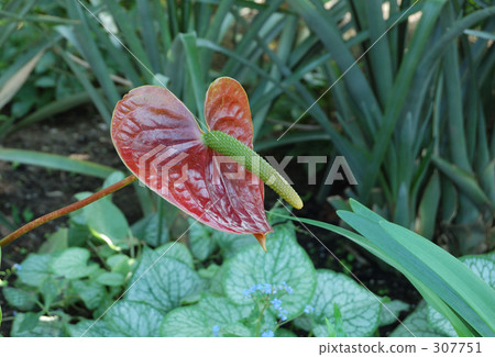 函館市政熱帶植物園 函館市政熱帶植物園 307751
