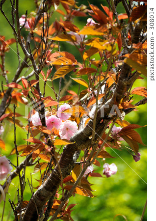 sunlight, cherry tree in leaf, Aroma 308014