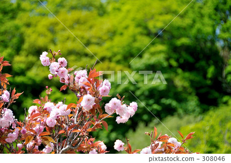 cherry blossom, cherry tree, bloom 308046
