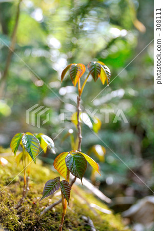 bud, sprout, sprouts 308111