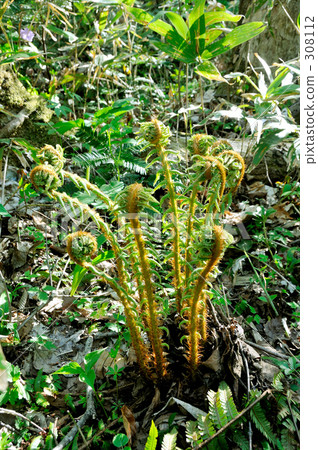 osmund, osmunda, osmunda japonica 308112