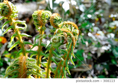 薇 紫萁 蕨類植物（植物分支） 308113
