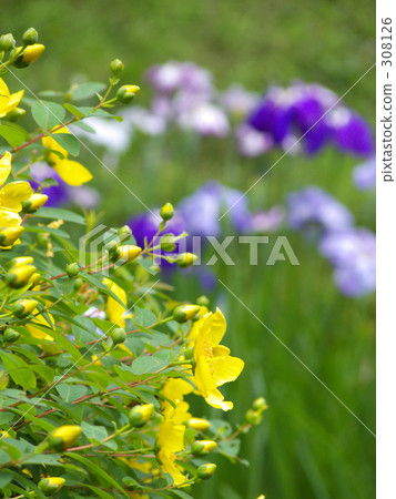 Kinshai and flower balls Kinshai and flower balls 308126