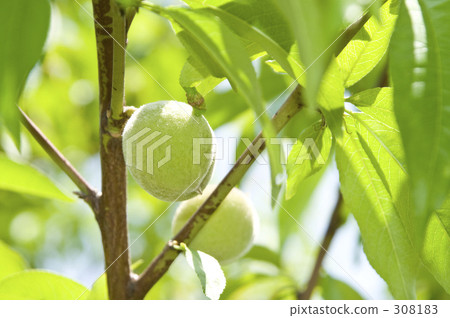 Plum fruit Plum fruit 308183