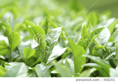 新茶 308201