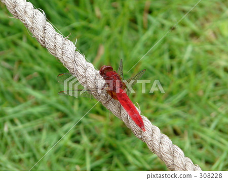 Red dragonfly 308228