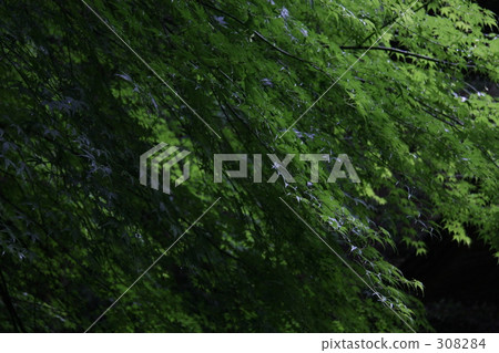 Umbrella Umbrella 308284