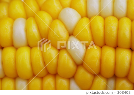 Corn 308402