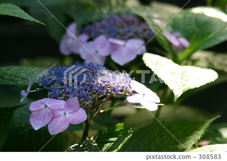 Hydrangea Hydrangea 308583