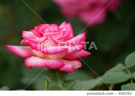 玫瑰花 308585