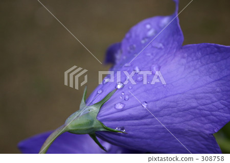 pastel color, chinese bellflower, bellflower 308758