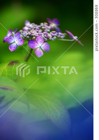 Hana language is "humble" Hana language is "humble" 308869