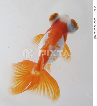 Goldfish 309348