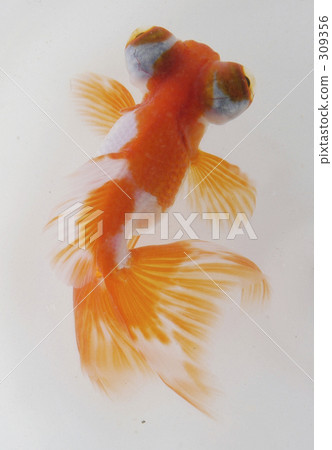 Goldfish Goldfish 309356