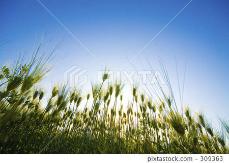 Blue sky and wheat 309363