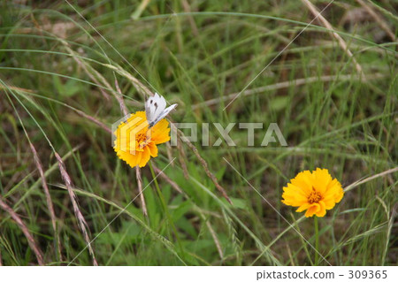 Quince and grasshopper 2 309365