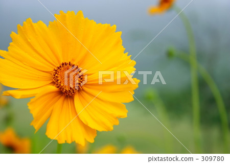 Daiginjinchrya 309780