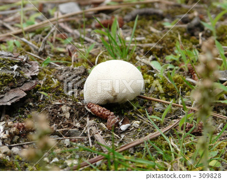 mushroom 309828