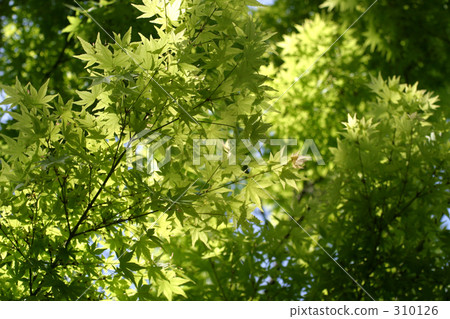 Momiji在初夏 Momiji在初夏 310126