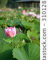蓮花 310128
