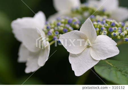 繡球 繡球 310132