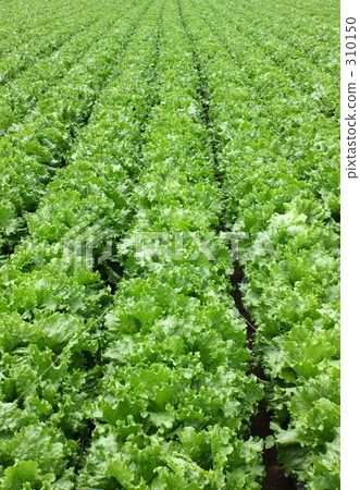 Lettuce field Lettuce field 310150