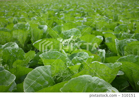 Chinese cabbage fields Chinese cabbage fields 310151