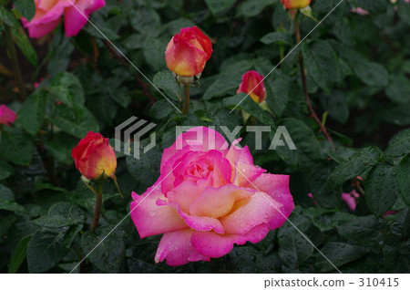 botanical park, jindai botanical garden, Pink Rose 310415