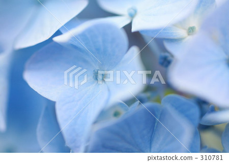 Hydrangea 310781