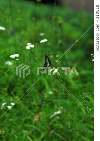 Aosujihaja (1) 310818