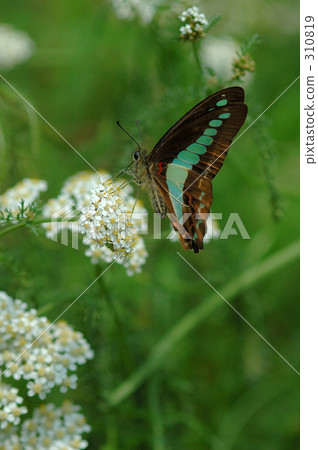 Aosujihaja（2） 310819