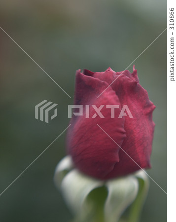 一個萌芽 一個萌芽 310866